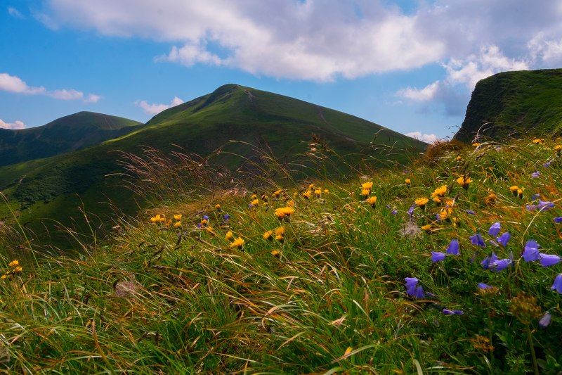 цветы, колокольчики, драгобрат, карпаты, горы, холмы, склоны, облака, природа, небо. Цветочные склоны Карпатphoto preview