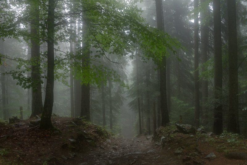 . . . фото превью