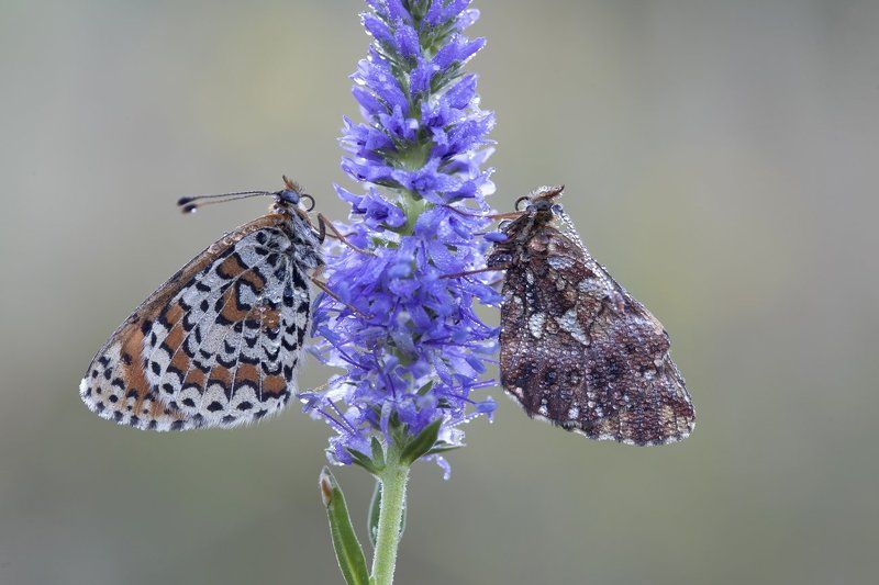 перламутровка малая, шашечница, ***photo preview