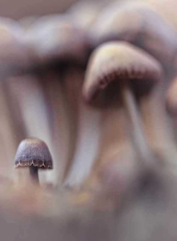 Я скоро стану взрослымphoto preview