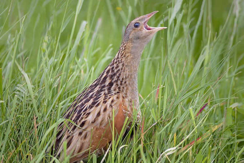corncrake; коростель Corncrake (коростель)photo preview
