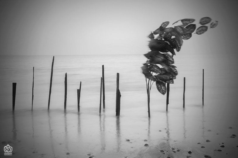 longexposure,nature,landscape,blackandwhite,canon,canonphotography,canon80d,sea,fineart,photo,photography,leaves,fly,dream Fly leavesphoto preview