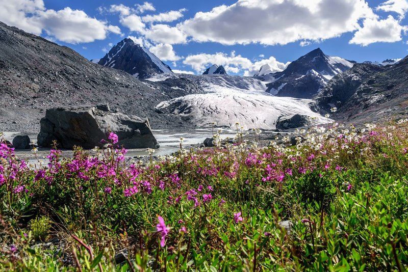 алтай, горы, софийский, ледник, цветы, кипрей, ромашки, река, аккол, altai, mountains, sophia, glacier, flowers, kiprei, daisies, river, akkol Софийский в цветахphoto preview