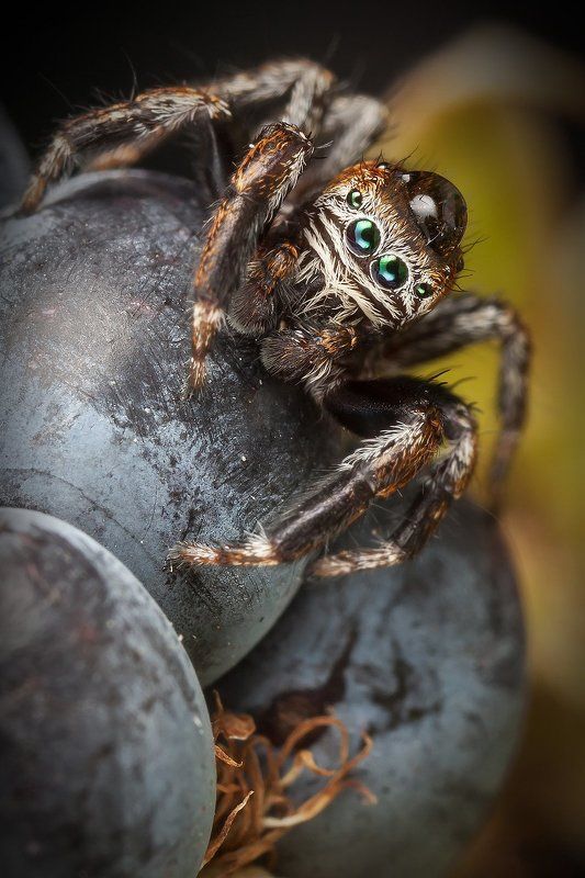 Kосмонавтphoto preview