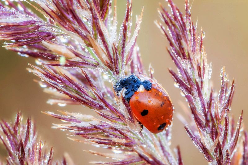 жук, роса, сон, трава, божья коровка В царстве сна и мокроты..photo preview