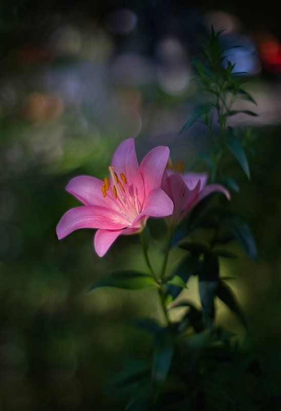 лилия, tomioka 55/1.2, kodak slrn Время лилий фото превью
