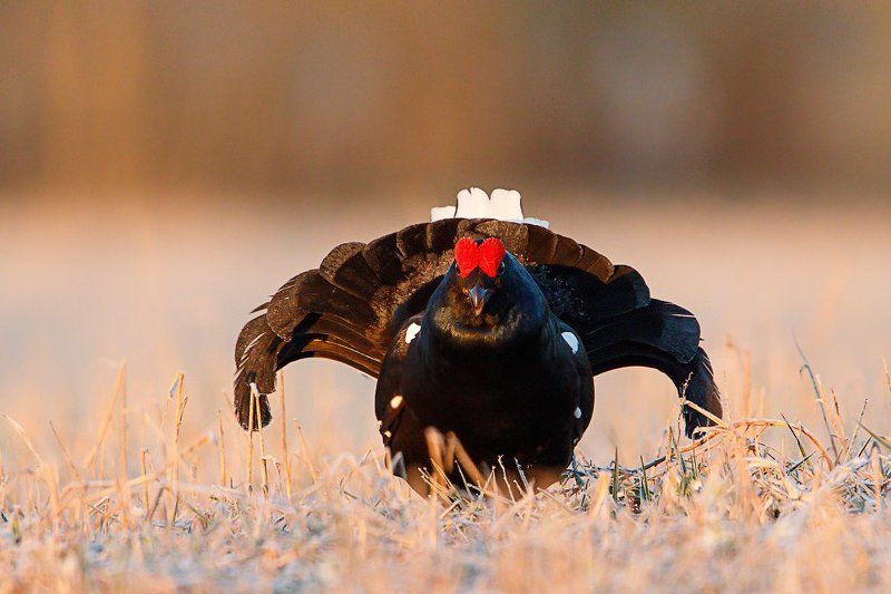 тетерев ток Майские заморозки на токуphoto preview