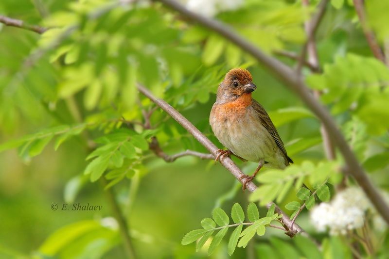 birds,carpodacus erythrinus,common rosefinch,обыкновенная чечевица,птица,птицы,фотоохота А ты Витю видел ?photo preview
