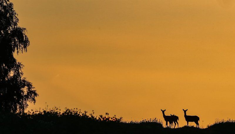 На закате дня.photo preview