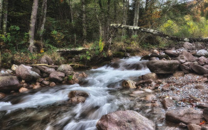 Упавшая береза...photo preview