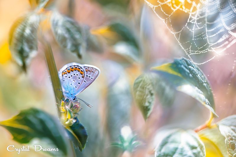 crystal dreams, macro, summer, color, art, nature, butterfly In the country of colorphoto preview