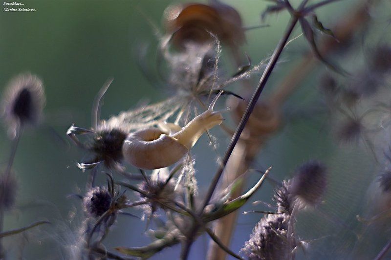 макро,этюд,взгляд,улитка, Про улитку.photo preview