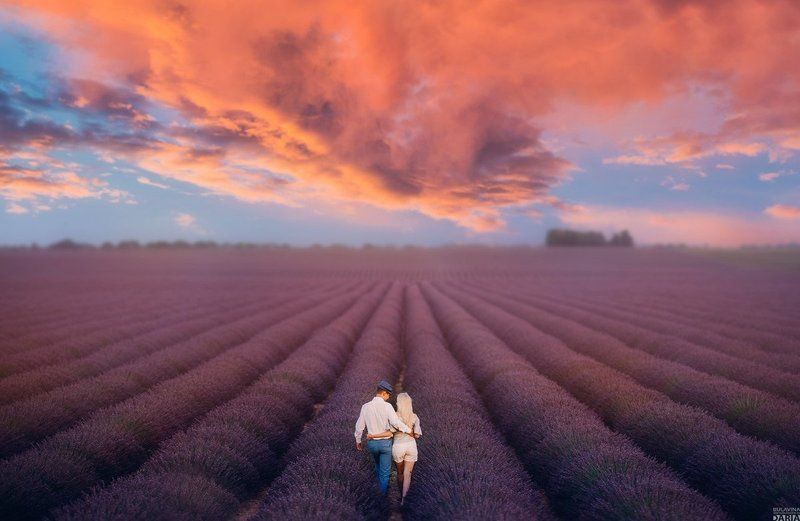 лаванда,  лавандин, лавандовые поля,  францич ...photo preview