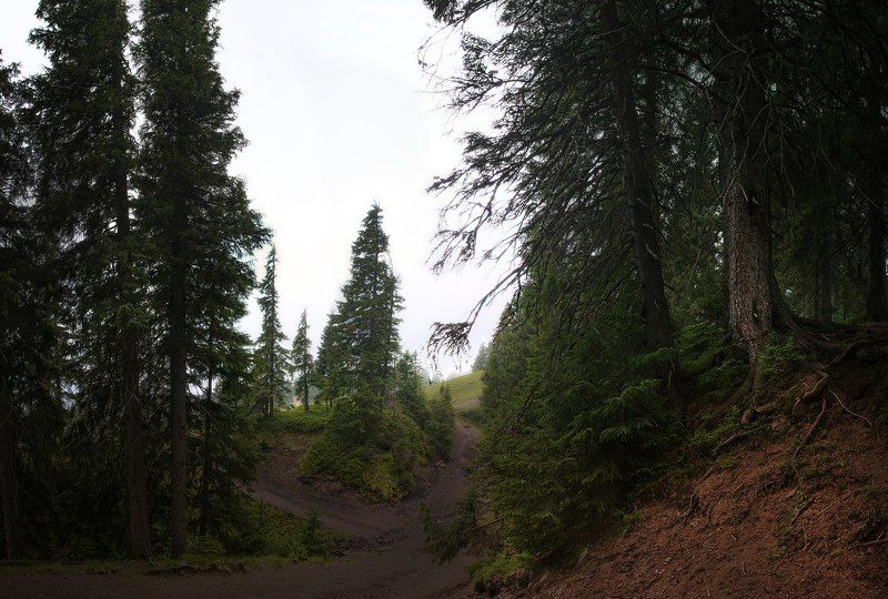 лес, горы, Карпаты, Драгобрат, ель, хвоя, хвойный лес, еловый лес, елки, корни, почва, дремучий лес, сказочный лес Карпатский лесphoto preview