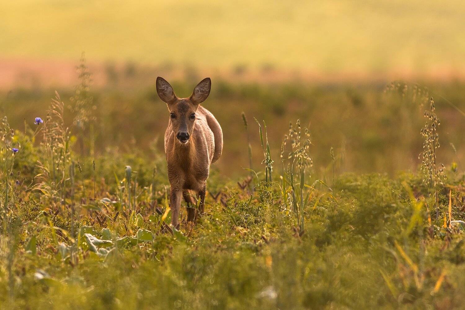 , Łukasz Sok&oacute;ł