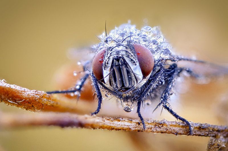 муха, живая, портрет, роса Умытая росоюphoto preview