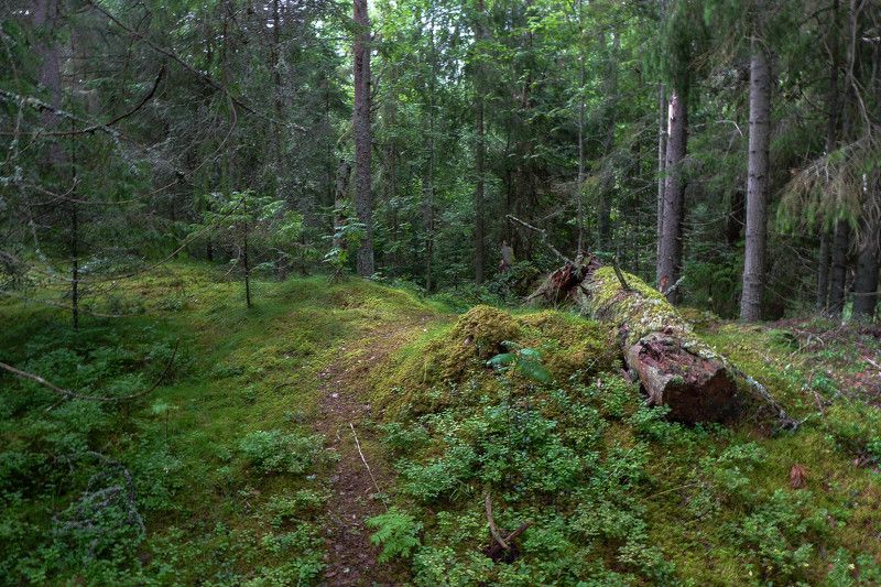 Летний дождик  - мокрый лесphoto preview
