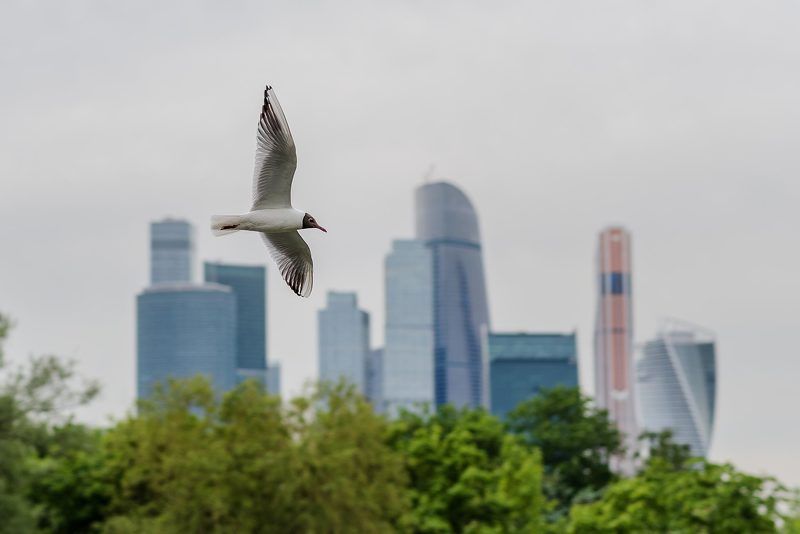 Москва, Москва-сити, птица, птицы, чайка, крачка, Moscow city Обитатель мегаполисаphoto preview