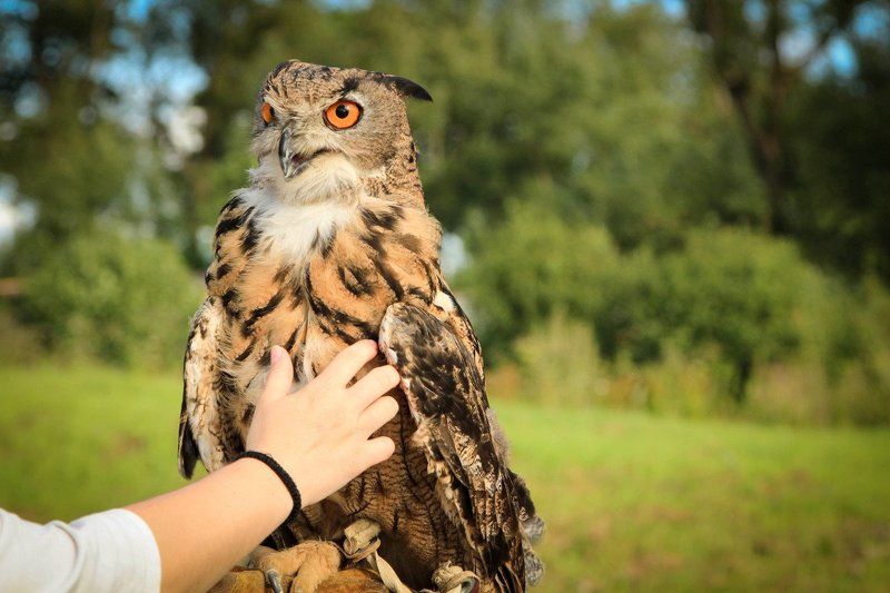 птицы, филин, перышки, гладить Ой, щекотно... фото превью
