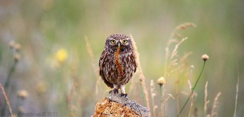 my-mriya Домовые сычиphoto preview