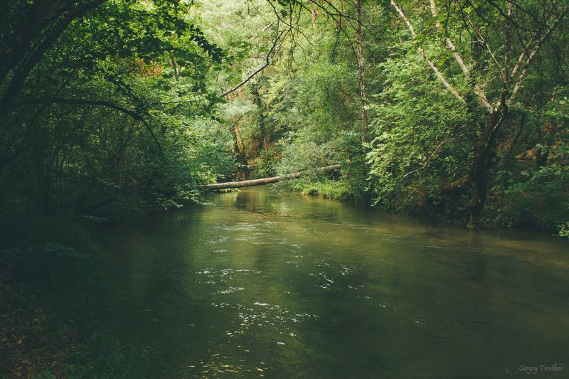 пейзаж, природа,  nature, landscape Среди ветвистого лесаphoto preview