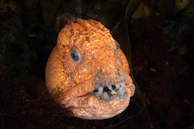 магадан, подводное фото, зубатка Рыба-волкphoto preview