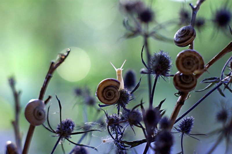 макро,этюд,взгляд,улитка, Доброе утро.photo preview