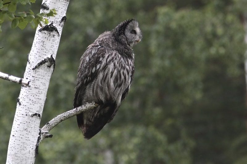 борадатая, неясыть, сова «шёл я лесом, видел чудо...»photo preview