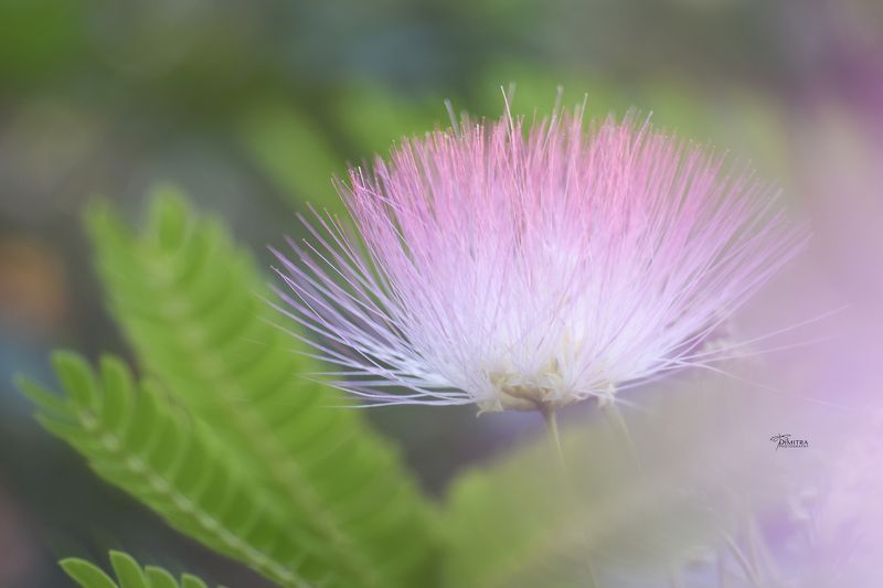 Альбицияphoto preview