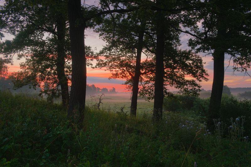 дубовая рощаphoto preview