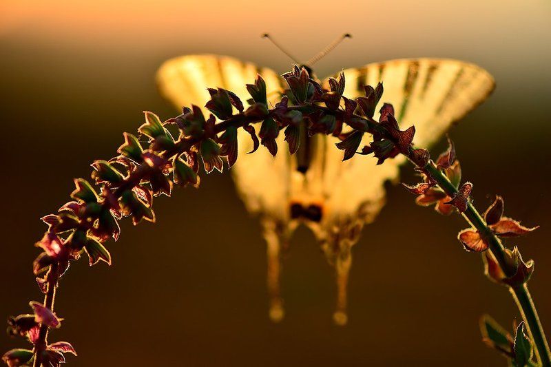 бабочка подалирий закат контровый сухоцвет шалфей На закатеphoto preview
