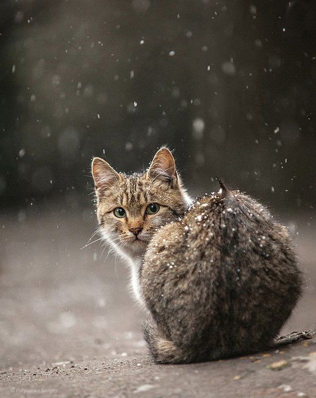 кот, котенок Одинокий котphoto preview