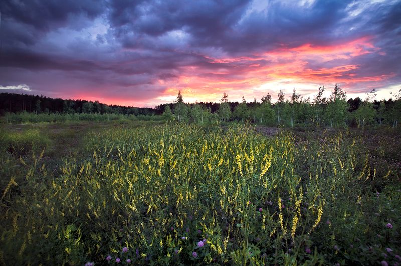 луг, закат, небо, цветы, деревья,вечер,трава, клевер, *****photo preview