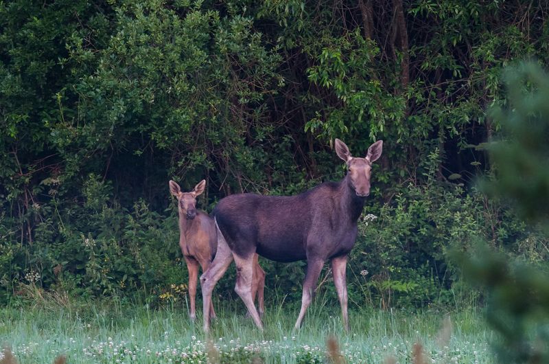 За мамой.photo preview