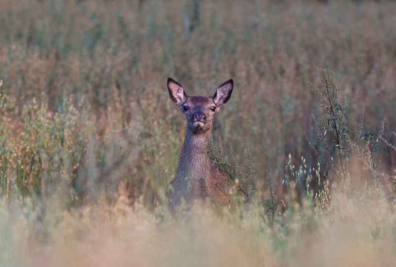 Овес созрел.photo preview