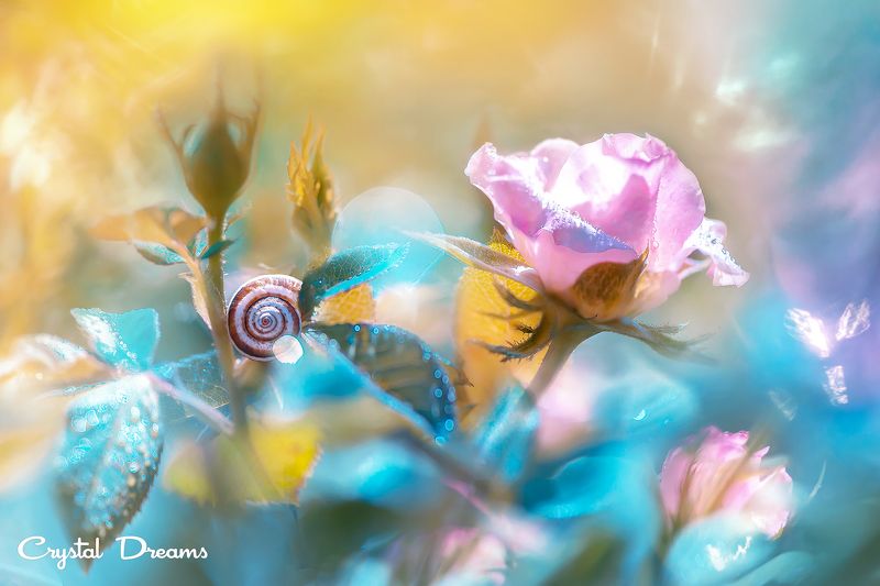crystal dreams, macro, summer, color, art, nature, flowers, snail \