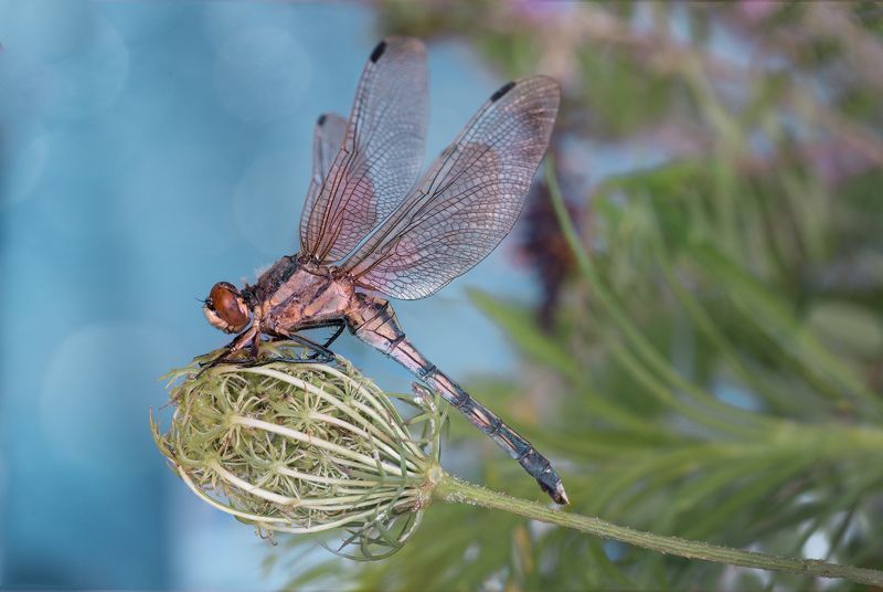 dragonfly, macro,  Big dragonflyphoto preview