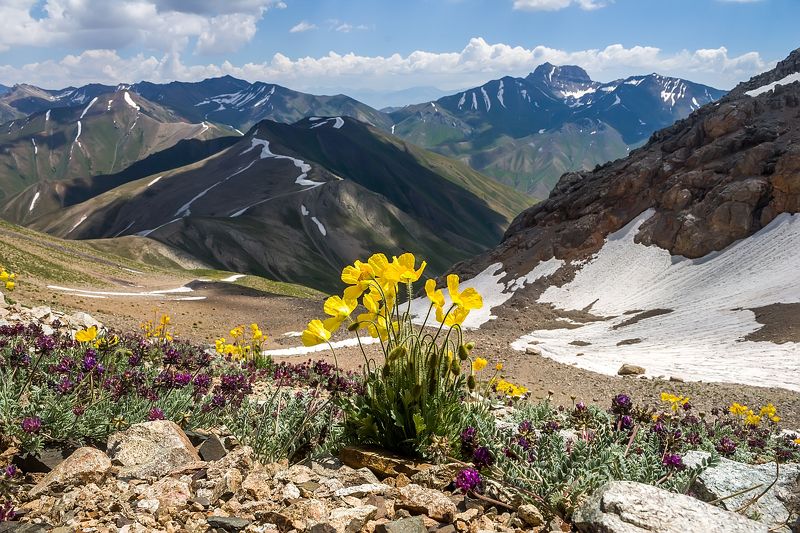 Маки на перевалеphoto preview