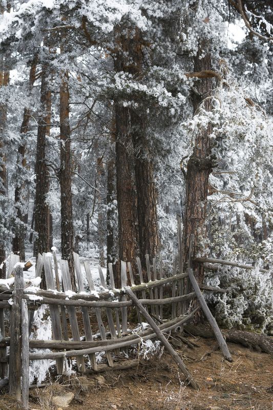 pines,snow,winter,fence,winterscapes,landscapes,forest Забор.photo preview