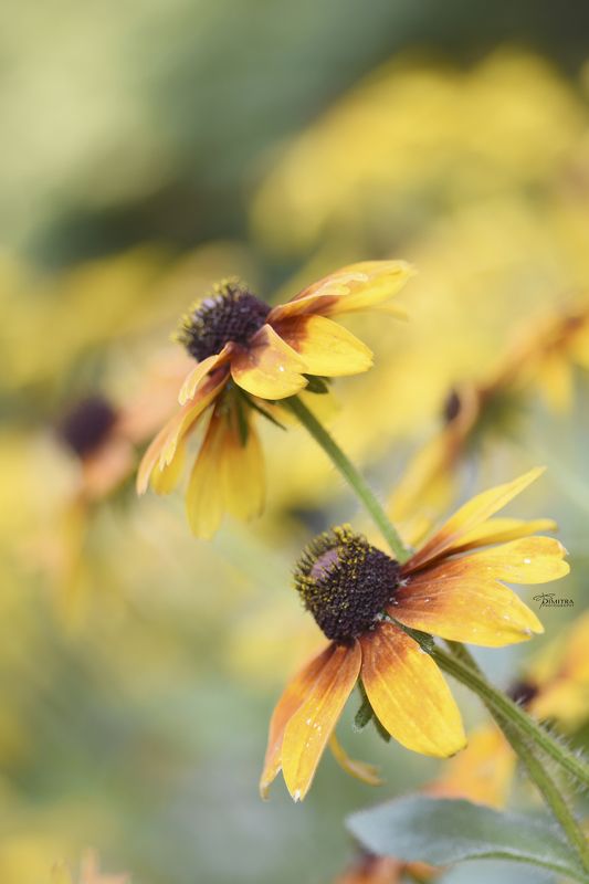 Рудбекияphoto preview