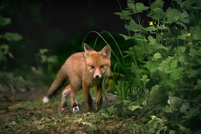 Лисенокphoto preview