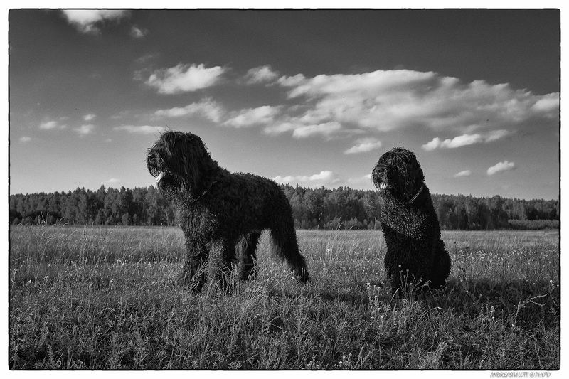 Black&White BW Nature River Photo Street Fujifilm dog animals Reportage Russia Story Live Coutry In the country sidephoto preview