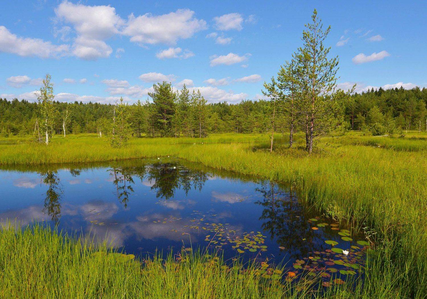 , Сергей Седов