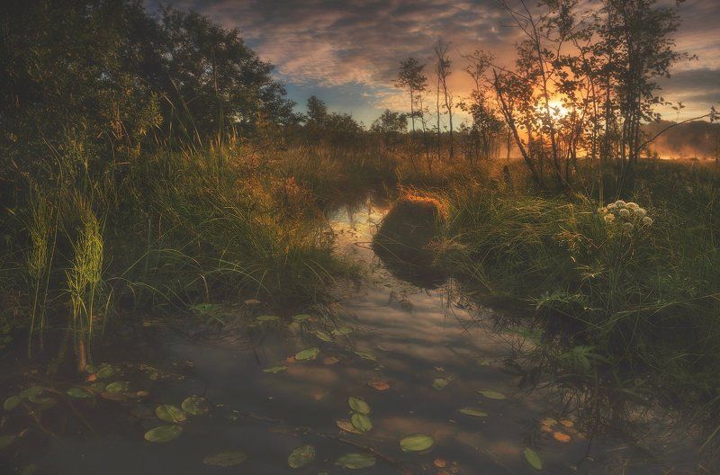 питер, болото, рассвет, туман, лето, пейзаж Пока все спят.....photo preview