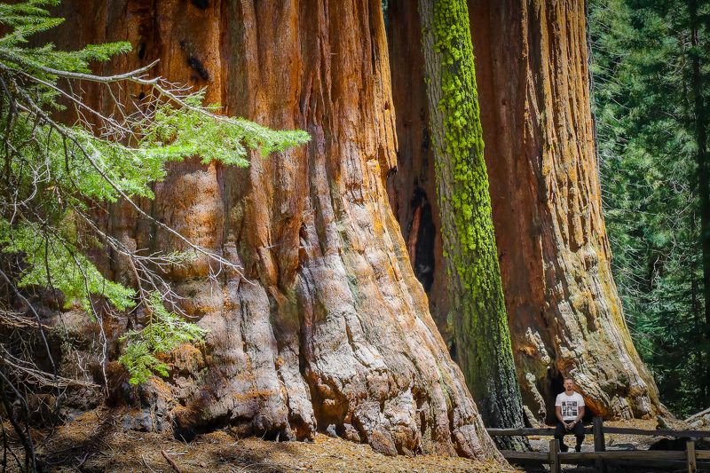 природа, фотография, секвойи, человек, национальный парк секвойя, красота,лес,гиганты Гиганты и микробphoto preview