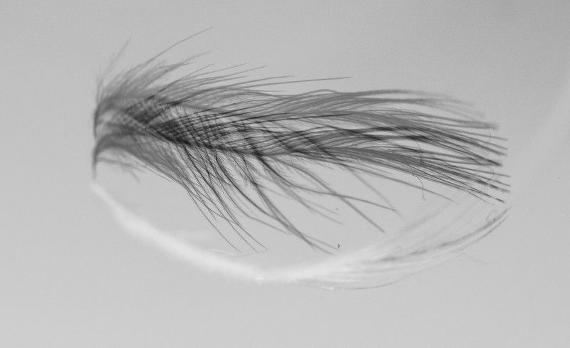 Лошадкаphoto preview