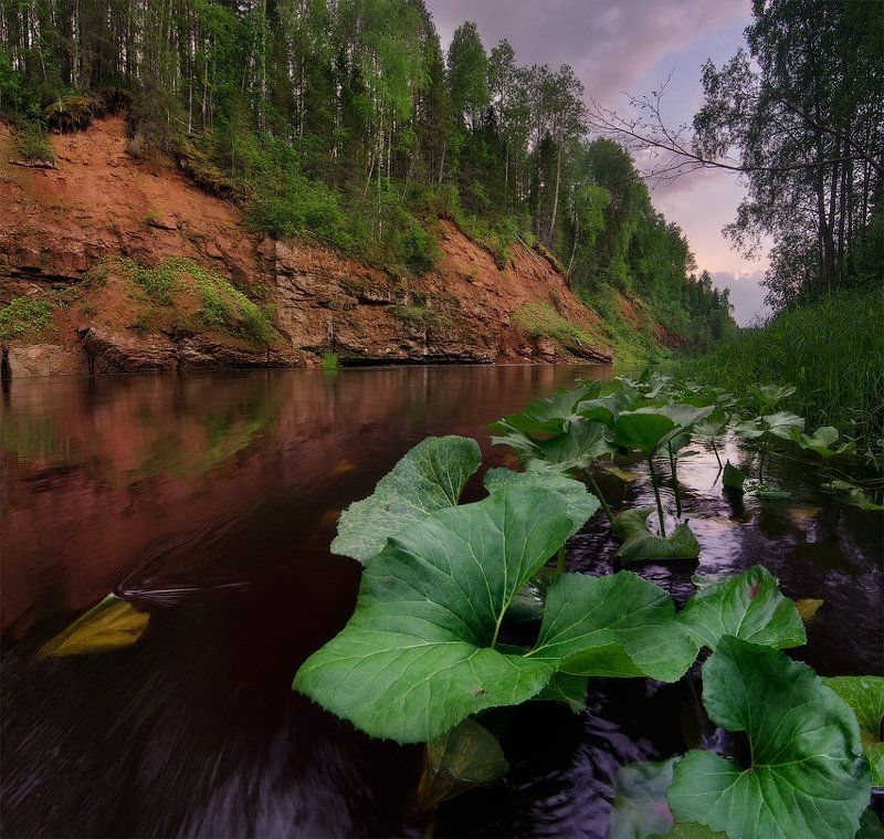 сия, река Портрет комараphoto preview
