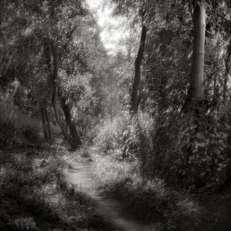 лес. утро, лето, \