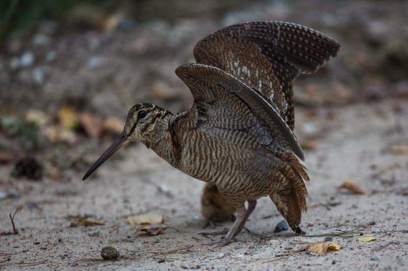 Под защитой...photo preview