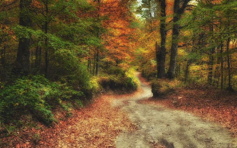 Куда ведут осенние дорожки...photo preview